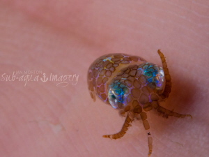 High Five!
Baby Bobtail Squid

 by Jan Morton 